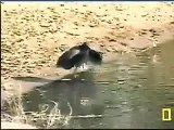 Black Heron Uses Canopy Feeding Technique Pete's Pond  2/22/09