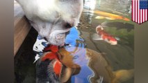 French bulldog and koi’s smooching should be your new #relationshipgoals