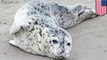 Seal pup euthanized after being taken off beach by well-intentioned woman in Washington - TomoNews
