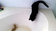 Un chat panique complètement lorsqu'il tombe dans un bain !