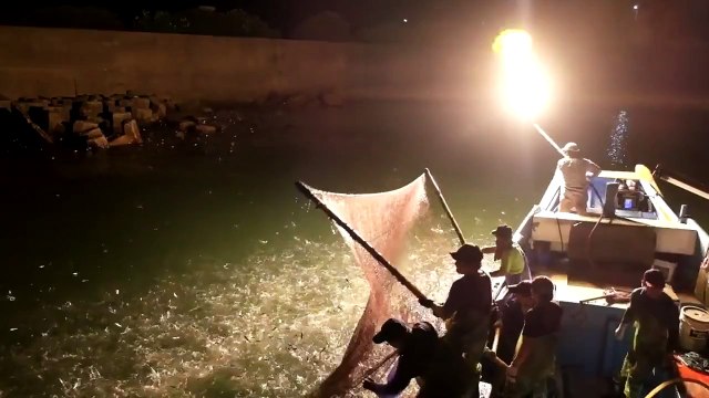Des pêcheurs taïwanais utilisent une torche pour attirer les poissons !