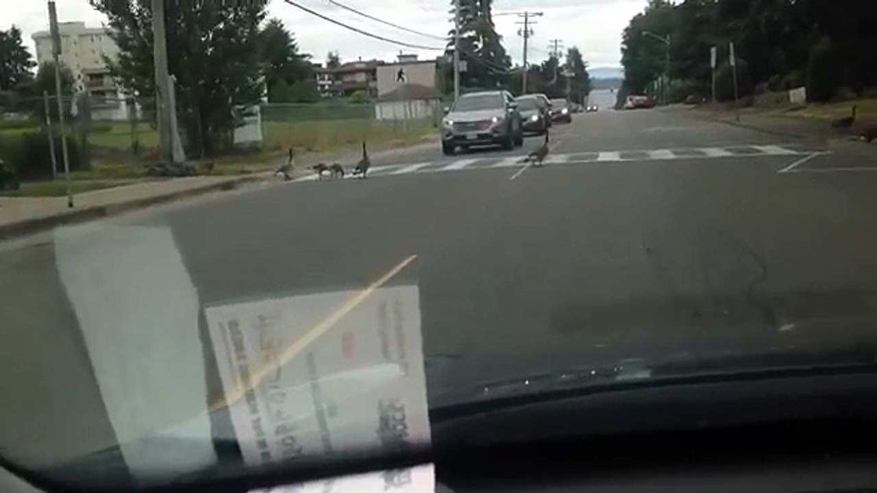 Un Gruppo Di Oche Attraversa La Strada... Ma Il Modo In Cui Lo Fa è Unico!