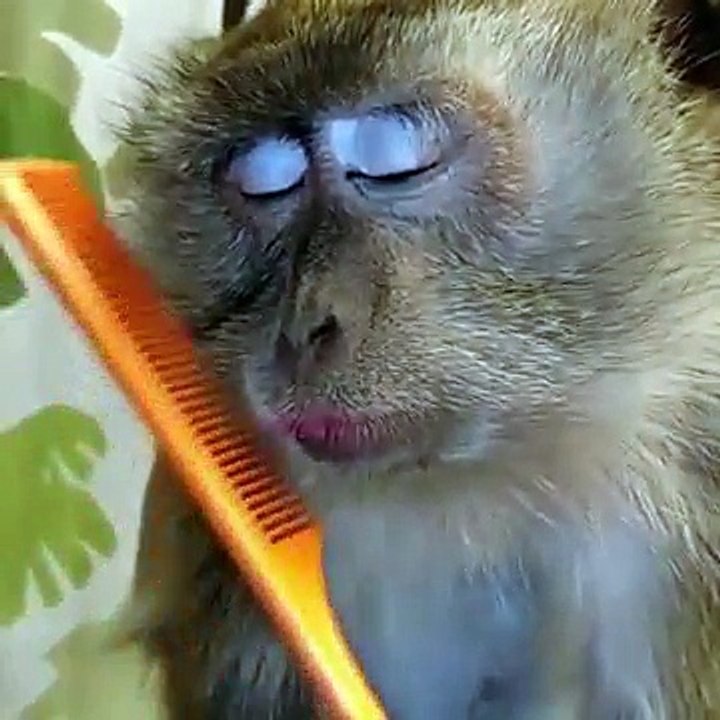 monkey funny  MONKEYS  Funny Monkey Videos [Funny Pets  A Funny Monkeys Compilation 2015 new latest 2016