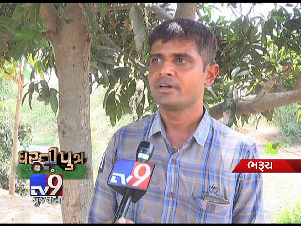 DHARTIPUTRA: Bharuch farmer scents smell of money in Sandalwood farming - Tv9 Gujarati