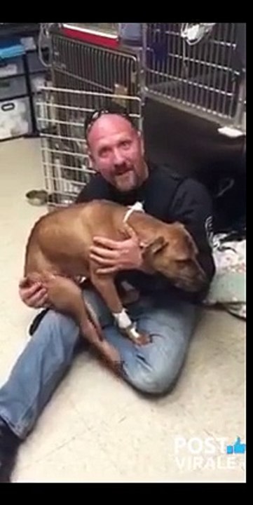 POLIZIOTTO TIENE IN BRACCIO UN PITBULL DA COMBATTIMENTO APPENA SEQUESTRATO ...