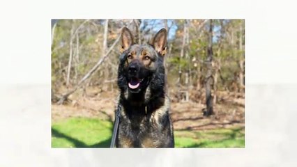 Executive Protection Dogs