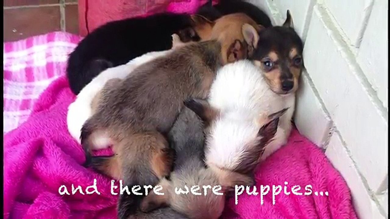 Regardez la tête de cette maman chien lorsqu'elle retrouve ses petits !