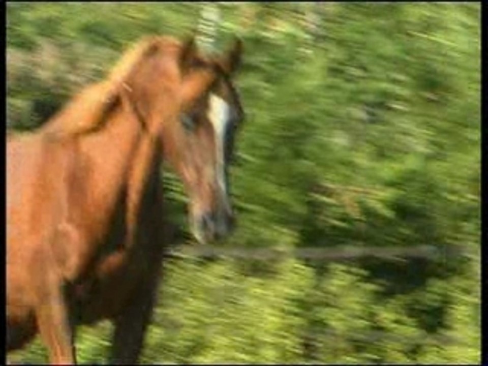 Vidéo cheval