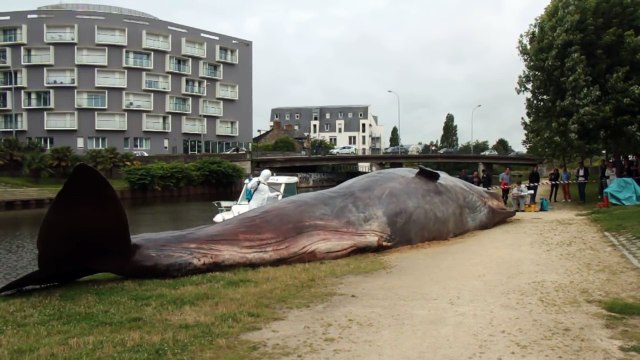 Vidéo du cachalot échoué à Rennes