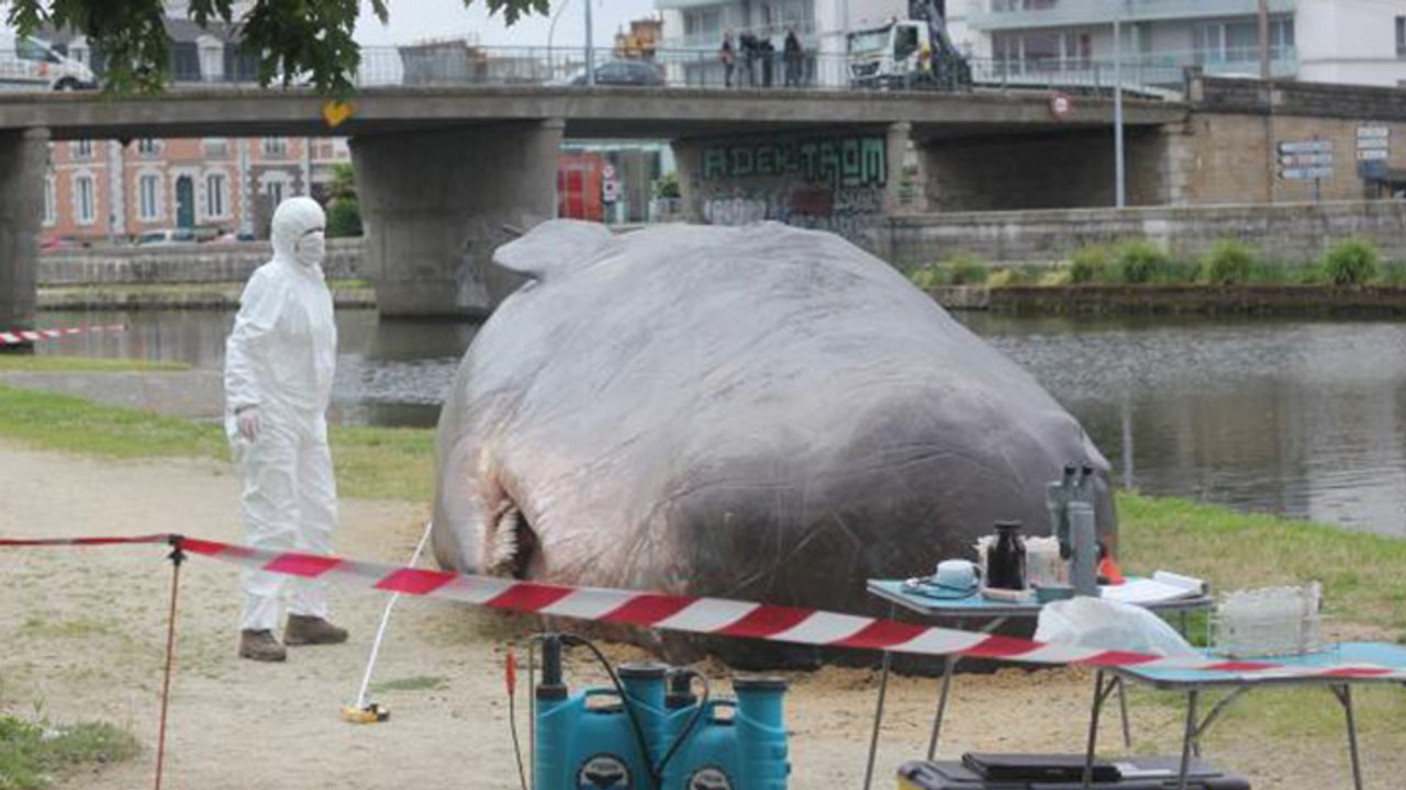 Un cachalot échoué sur un quai à Rennes