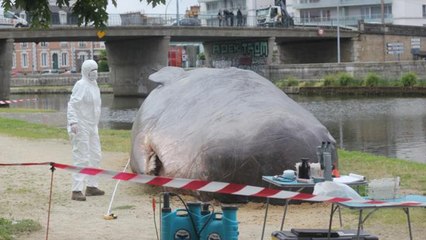 Un cachalot échoué sur un quai à Rennes
