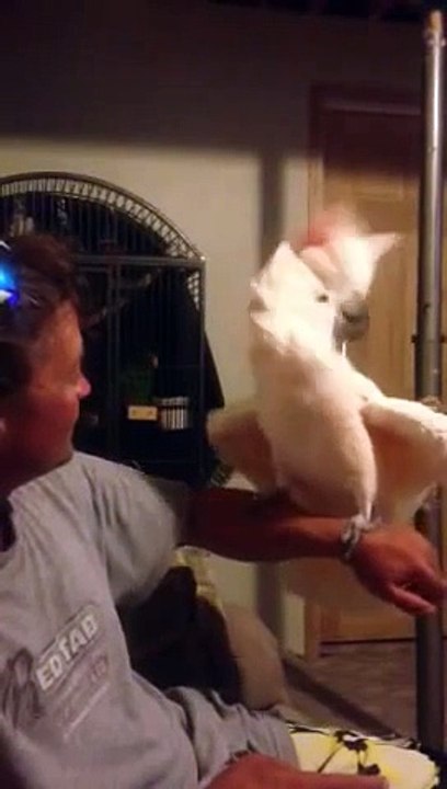 Un cacatoès sur le speed