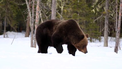 Finnish wild brown bears