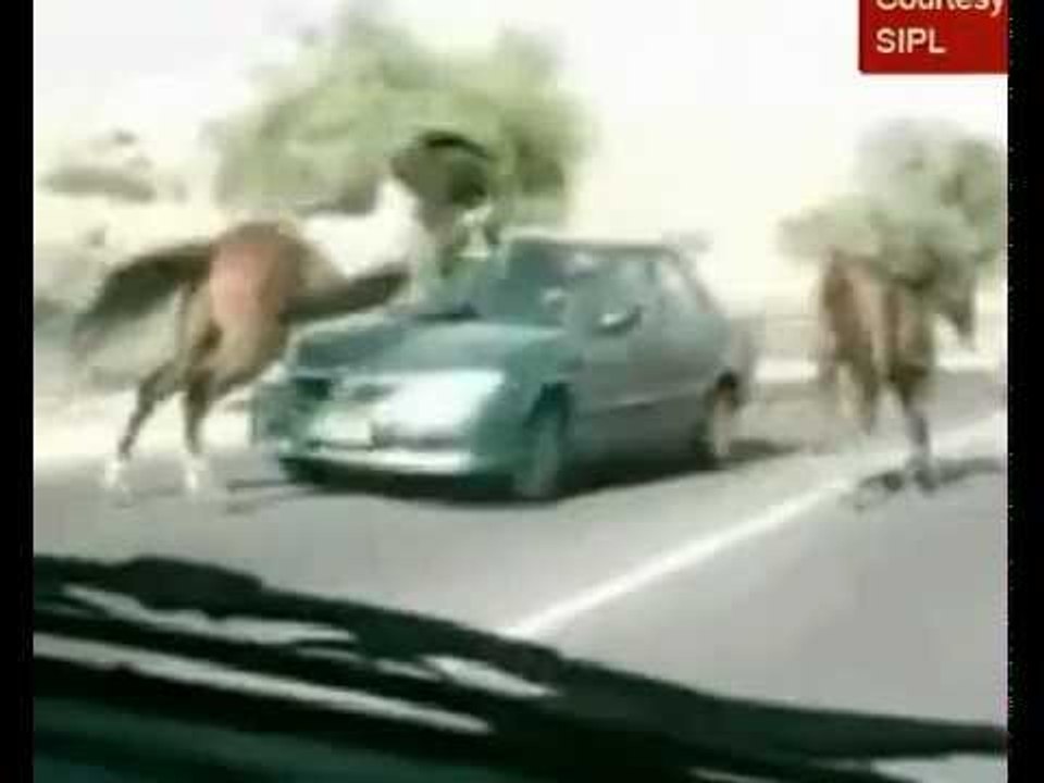 Horse survives after jumping into oncoming car in Israel