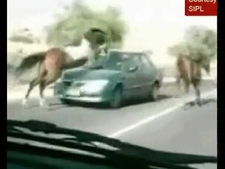Horse survives after jumping into oncoming car in Israel