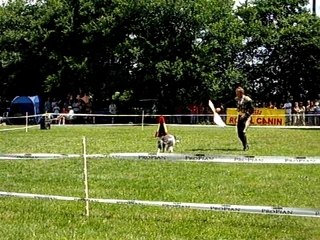 30 ans club canin ville sous anjou