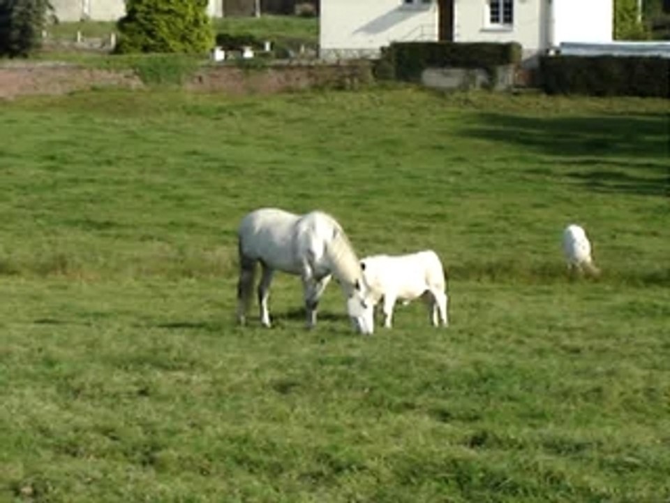 KARIOSO été 2007