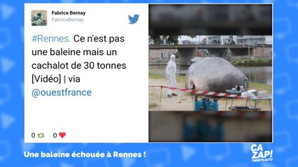 Une baleine échouée à Rennes intrigue les internautes !
