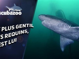 À la rencontre du requin le plus 'cool' de l'océan !