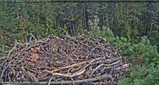 01/07/2016  16:26  Latvia - Goshawk grabs Osprey chick/slow mo