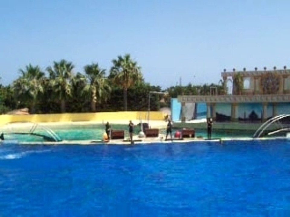 Sauts des dauphins