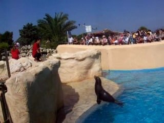 Une otarie en train de manger