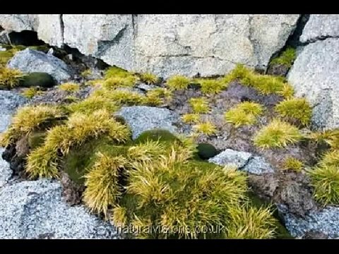 Antarktyda - Roślinność, Zwierzęta, Pogoda, Ludzie