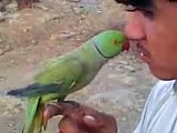 Funny Talking Parrot talk wonderfully,talking parrot videos