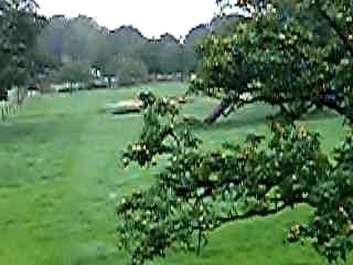 Violent Orage Daubeuf Arbres Tombés