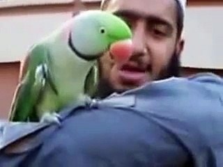 Talking Parrot Pakistani,Unbelievable Amazing Parrot Talking
