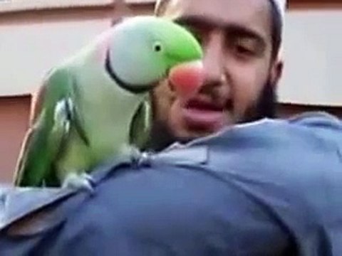 Talking Parrot Pakistani,Unbelievable Amazing Parrot Talking
