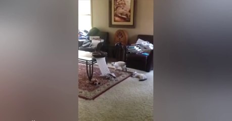 FAIL Compilation 2016 | Stupid People | Funny Viral Videos of the Week