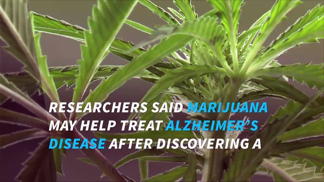 Could Marijuana help treat Alzheimer's disease?