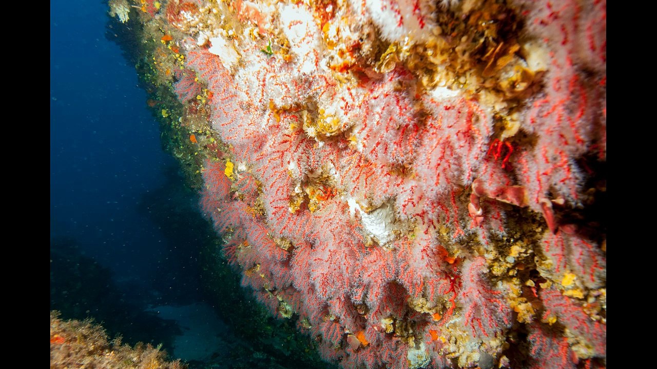 Plongée à Diving Calvi A Piaghja