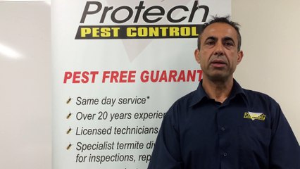 How to identify rats and mice and get rid of them