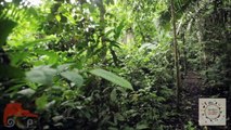 Ecuador Yasuni Best Luxury Tour Amazon Rainforest