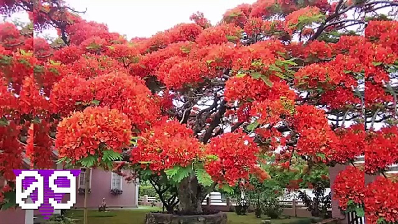 14 BIZARRE UNIQUE TREES YOU WONT BELIEVE ACTUALLY EXIST