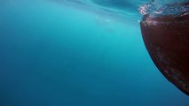 Underwater View Of Dolphin Pod Swimming In Indian Ocean (View in HD)