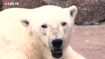 レニングラード動物園、ウスラーダとメンシコフの夏の日 (Jul. 1  2016)