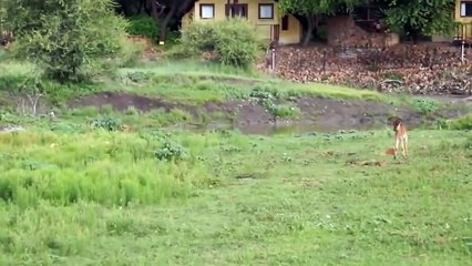A Lion saves a baby gnu cub from the attack of another lion