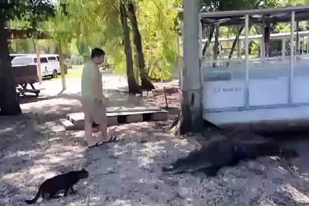 hero cat vs 2 alligator