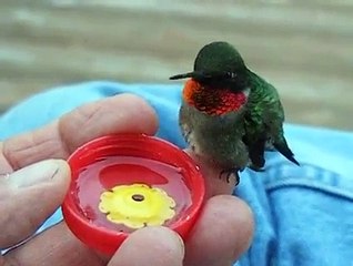 The beauty of nature - Video Dailymotion