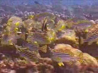 Maldives 2002 - 2eme partie (oldies Hi8)