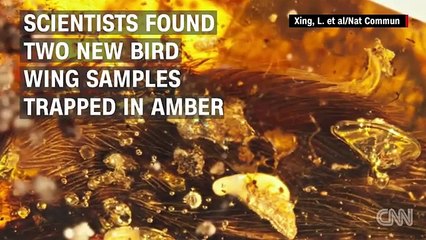 99-million-year-old-bird-wing-discovered