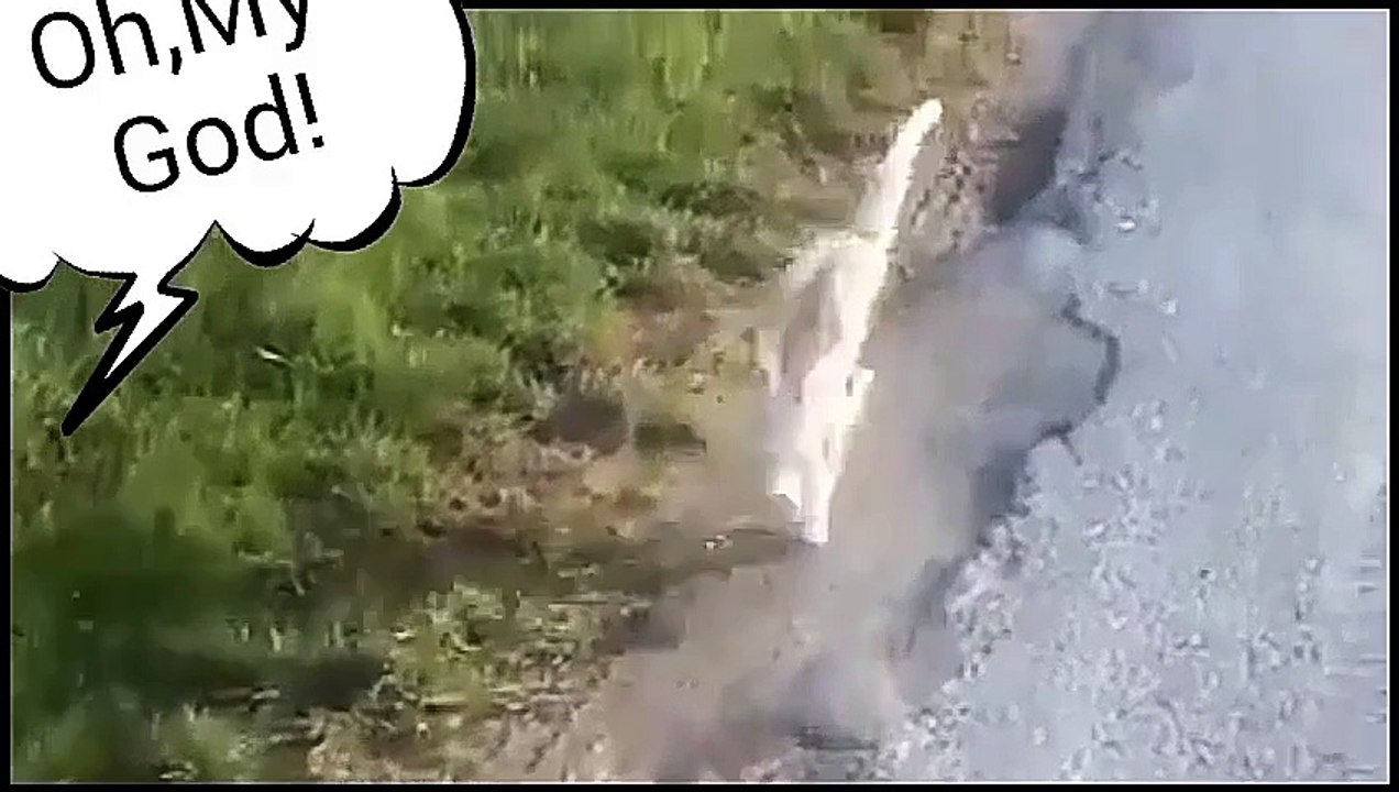 Funny cat compilation 2016