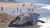 Una ballena jorobada aparece muerta en una playa de Los Ángeles