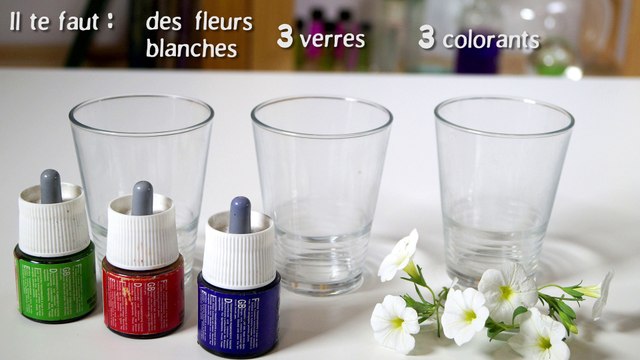 Expérience - Comment colorer les pétales d'une fleur ?