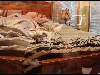 Compilation de personnes réveilles par leur chien