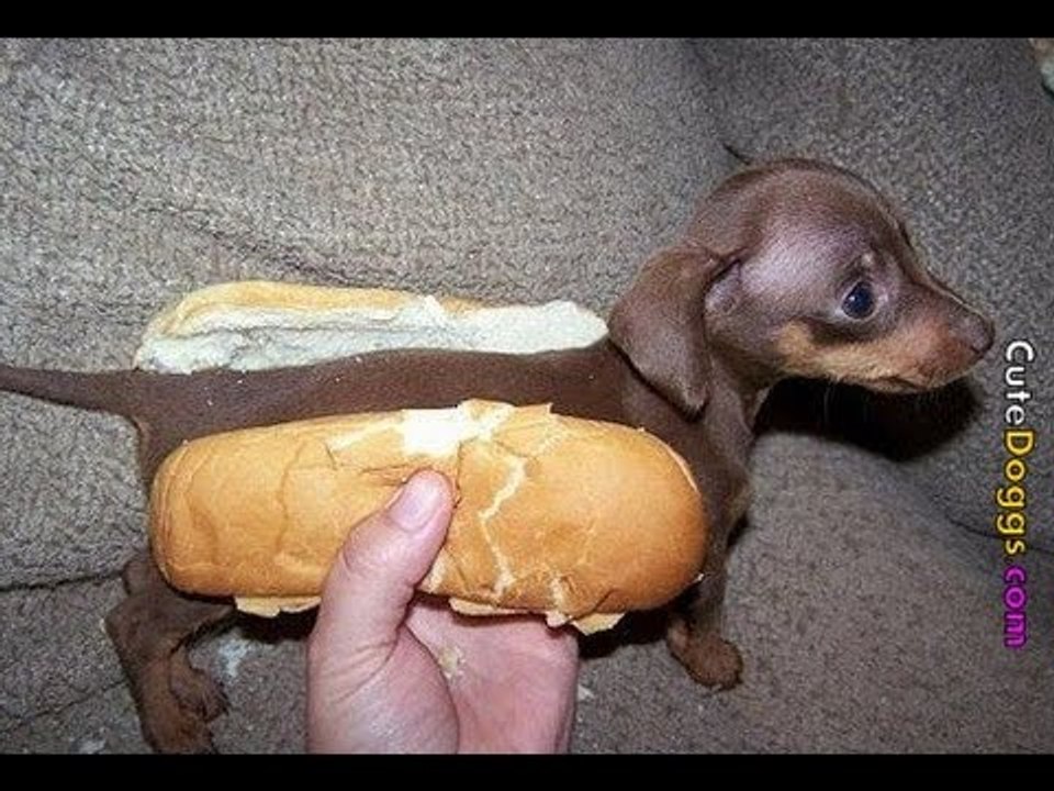 Eating dog in China