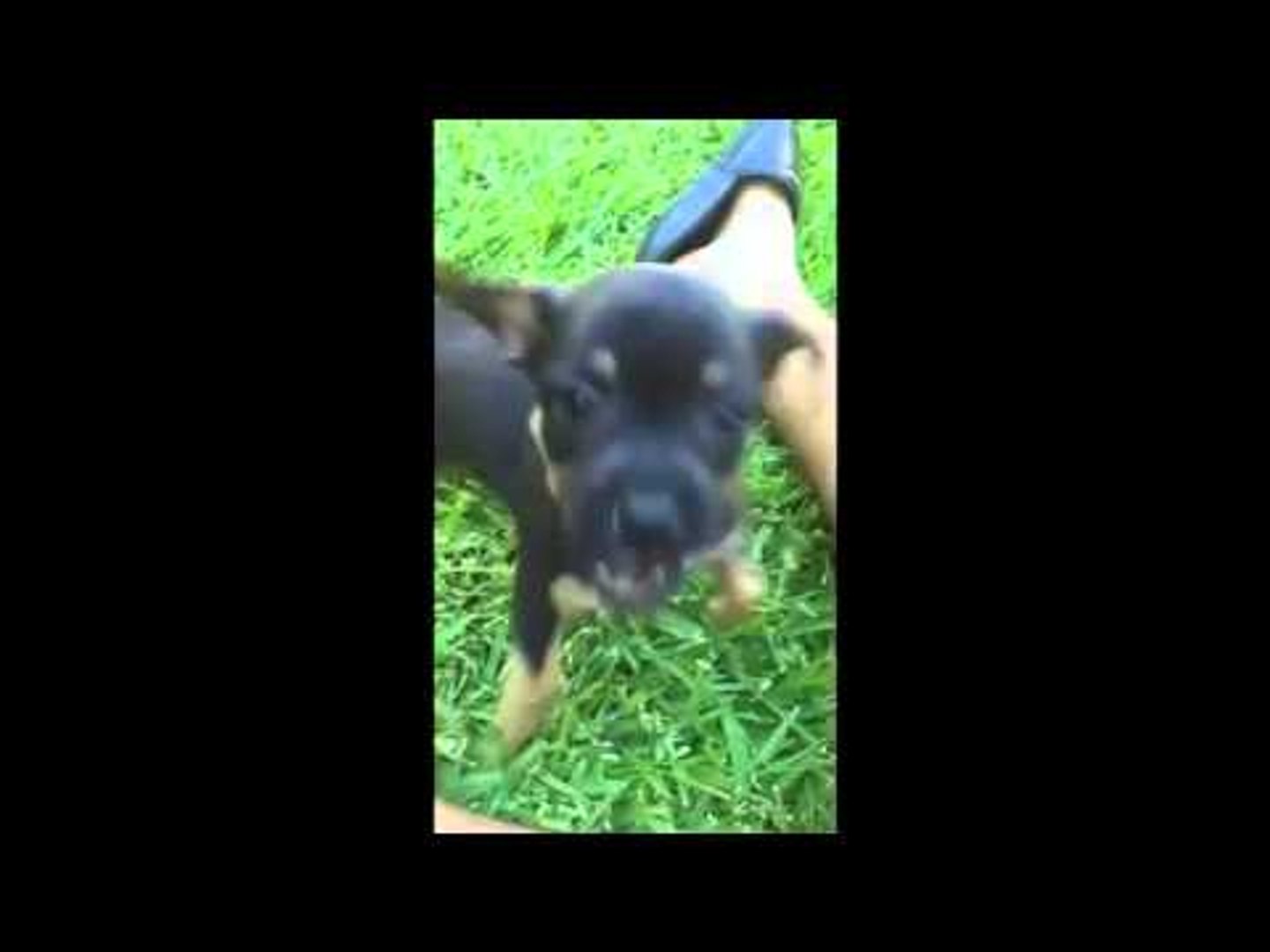 Cute puppy sitting (4 week old puppies)